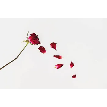 Red Dry Rose Leaves